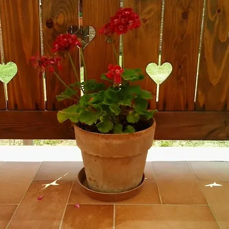 Levendula Porta Es Pajtaszinhaz